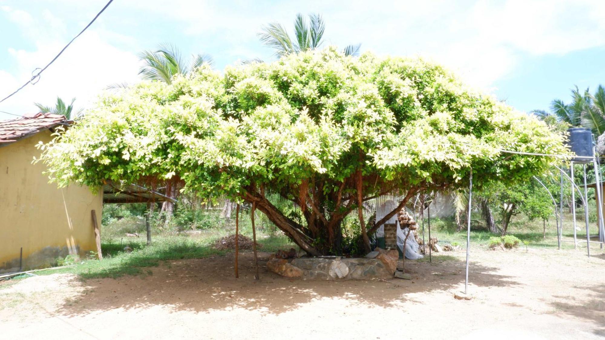 טיסמהרמה Attale Resort מראה חיצוני תמונה